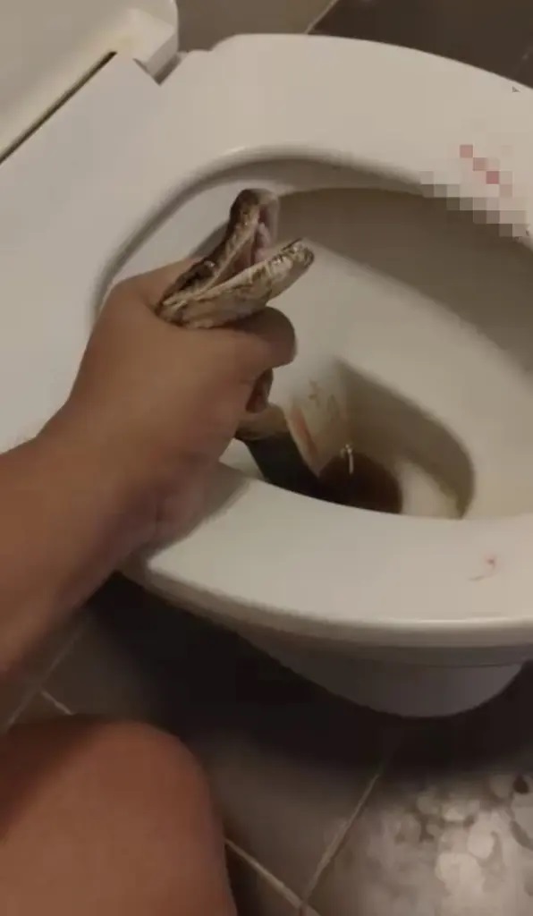 snake toilet