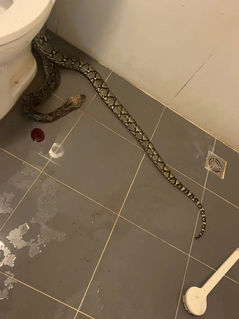 snake toilet